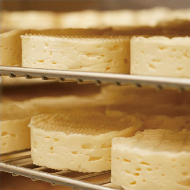 並んだ250gサイズのカマンベールチーズ