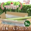 若採り生ラワンぶき 5.0kg