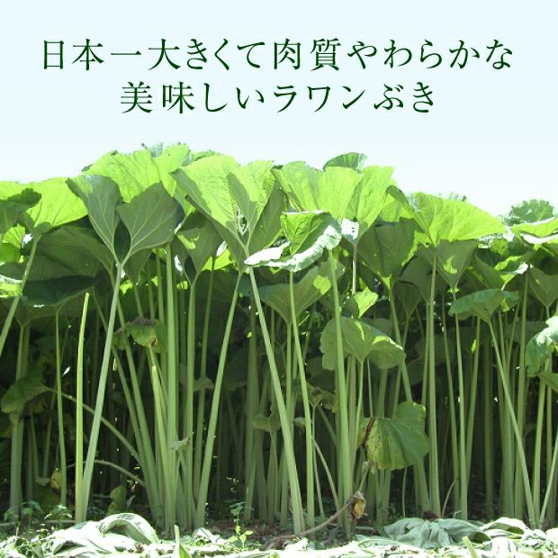 若採り生ラワンぶき 5.0kg