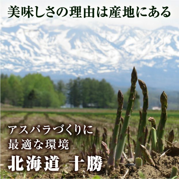 十勝産グリーンアスパラ「龍の髭」 3L 1㎏