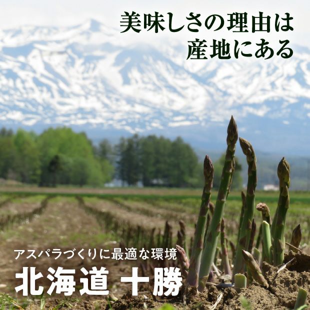 十勝産グリーンアスパラ「龍の髭」 2L 1㎏