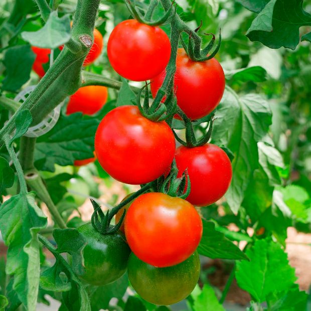 有機栽培フルティカトマト（中玉） 2kg