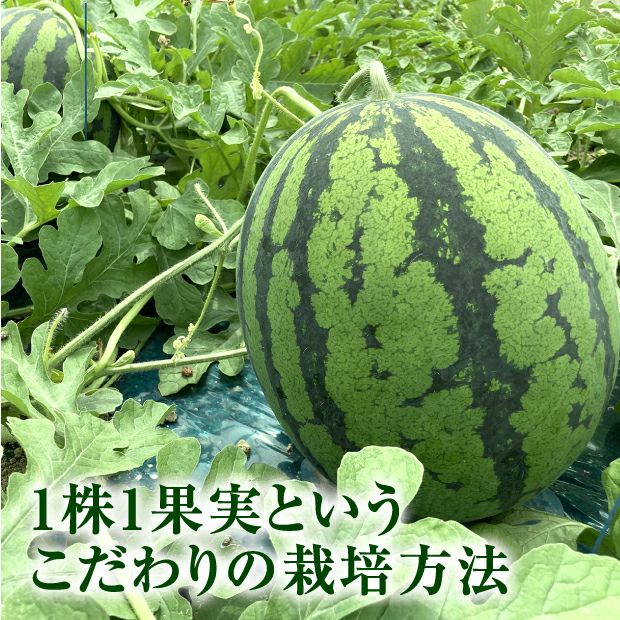 名寄産 紅まくらすいか 4L（約8kg） 1玉