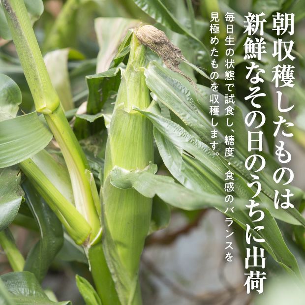 ホイップコーン 5000粒以上 ホイップコーン 5000粒以上 ホイップコーン 5000粒以上 ホイップコーン