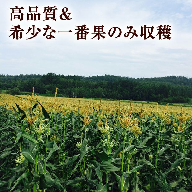 十勝幕別産 雪の妖精 10本(5kg)