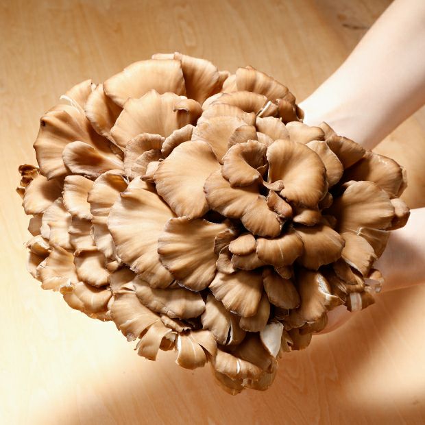 比布町産 きのこ3兄弟セット｜まいたけ・なめこ・きくらげ ｜食べレア