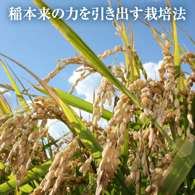 きなうすファーム　栗山産　特別栽培　無洗米ゆめぴりか　5㎏
