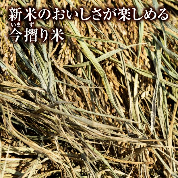 南幌産 特別栽培 おぼろづき 5kg