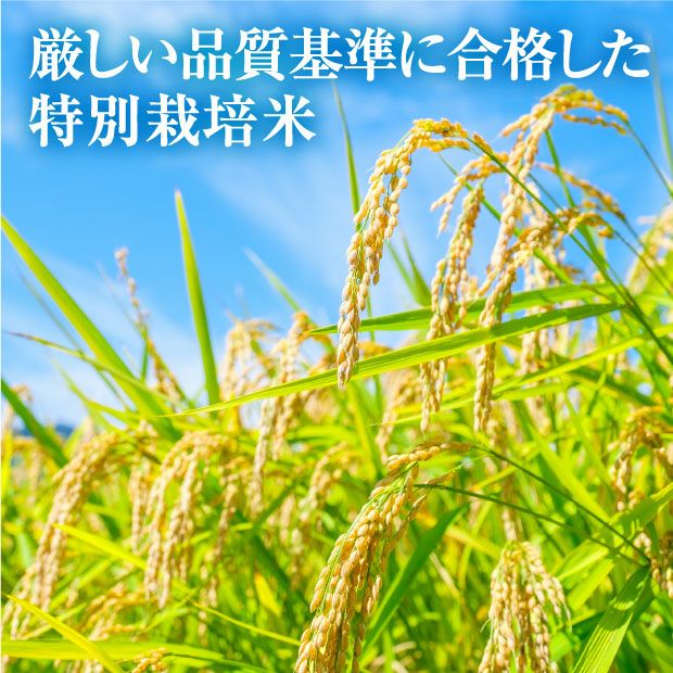 【新米】南幌産 特別栽培 ゆきさやか 5kg