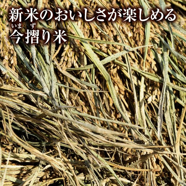 【新米】南幌産 特別栽培 ゆめぴりか・ゆきさやかセット 各5kg