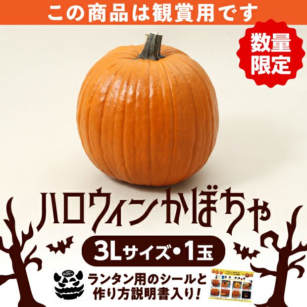 ハロウィンかぼちゃ 3Lサイズ 1玉 | 食べレア北海道 - 北海道の物産の「レア」な魅力を全国に発信するお取り寄せ通販サイト