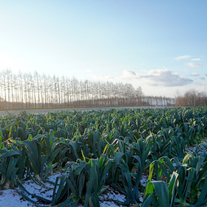 十勝リーキお試しセット