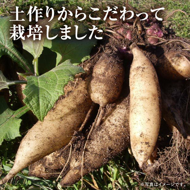 【化学肥料・農薬不使用】北海道産ヤーコン 3kg