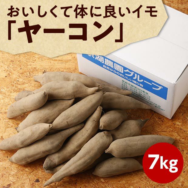 【化学肥料・農薬不使用】北海道産ヤーコン 7kg