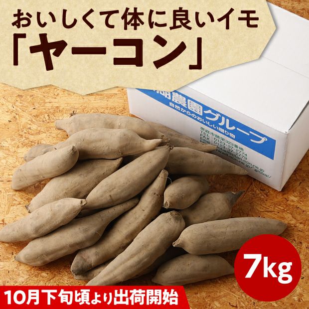 【化学肥料・農薬不使用】北海道産ヤーコン 7kg