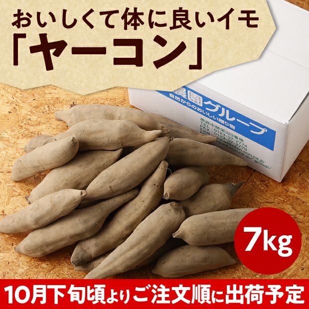 【化学肥料・農薬不使用】北海道産ヤーコン 7kg