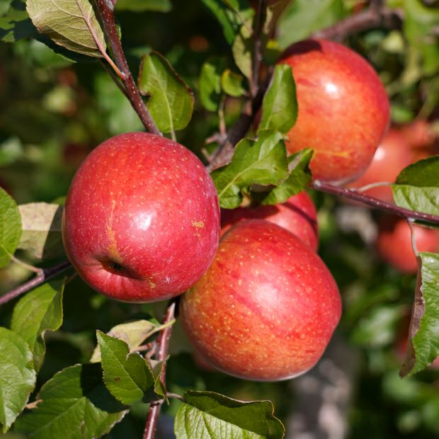 限定】仁木町産ふじリンゴ 10kg 後志 もくぼ観光果樹園｜果物｜食べ