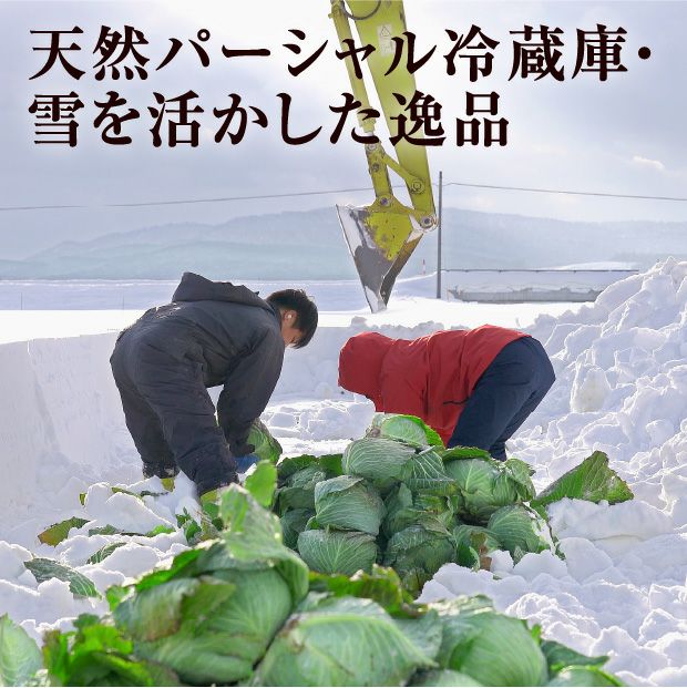 重機で雪の中からキャベツを掘り出す様子
