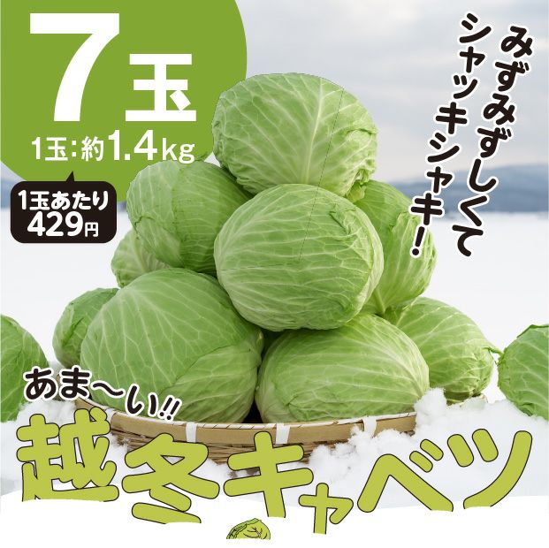 和寒産 雪の下キャベツ 10kg（7玉）の画像