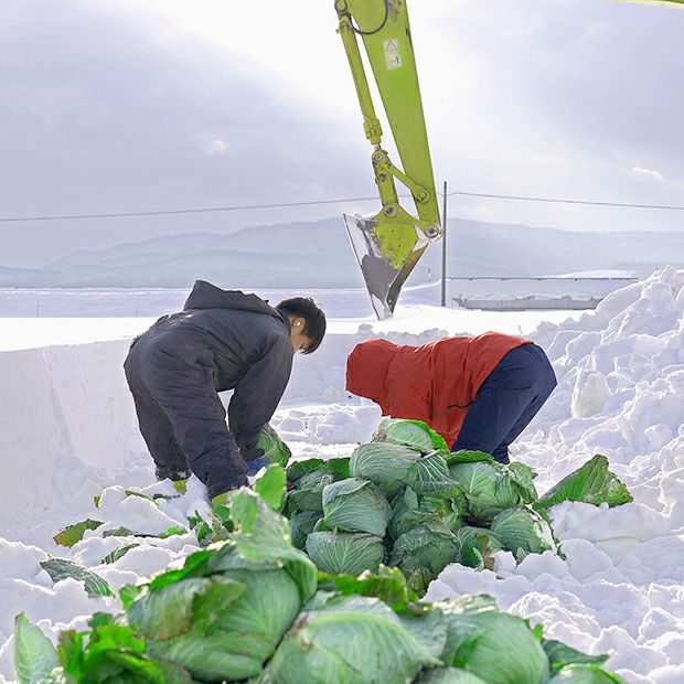重機を使って雪の中からキャベツを掘り出す農園スタッフたち