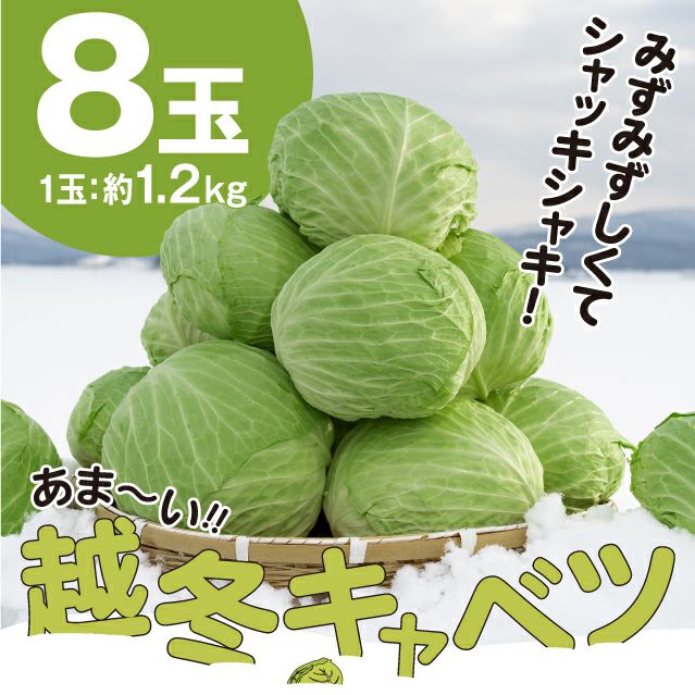 和寒産 雪の下キャベツ8玉 上川 村岡農園｜野菜 キャベツ｜食べレア