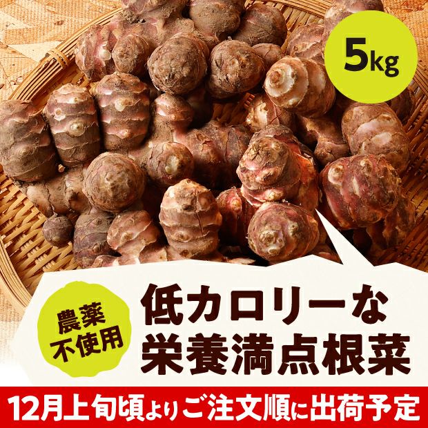 生姜のような見た目の菊芋（きくいも）