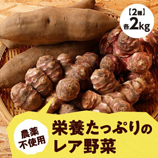 自然農栽培のヤーコン １．２ｋｇ - 野菜