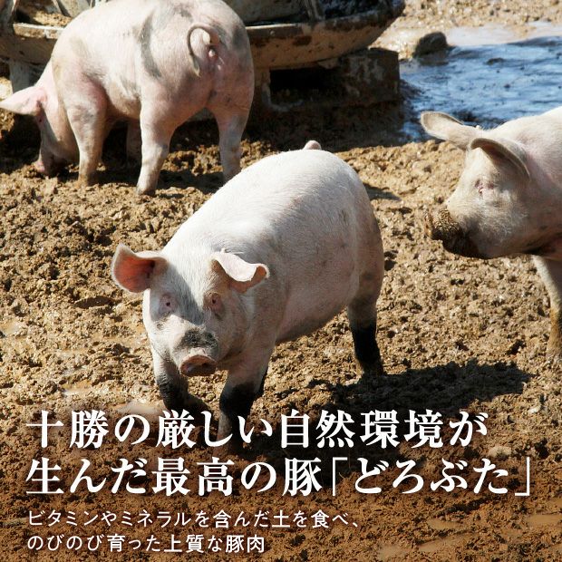 ミートパイ ６個セット