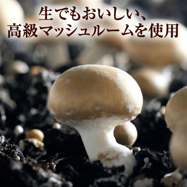 お家で始める野菜栽培セット