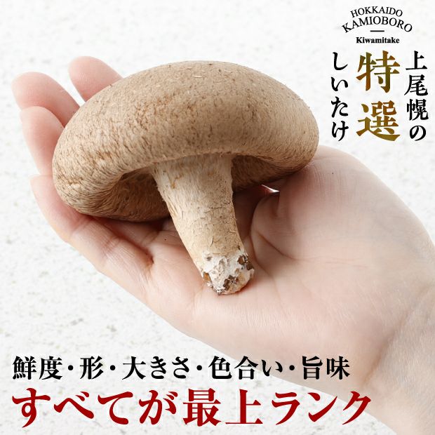 手のひらに乗せた生椎茸「極茸」