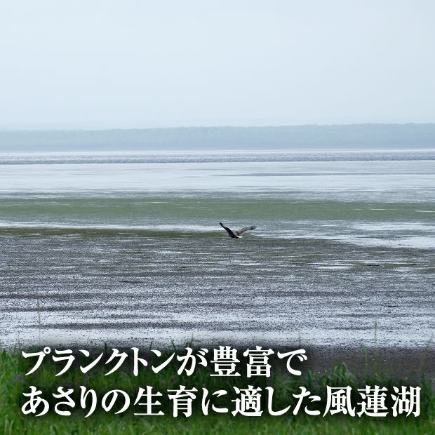 別海産　活あさり(大サイズ)　1㎏