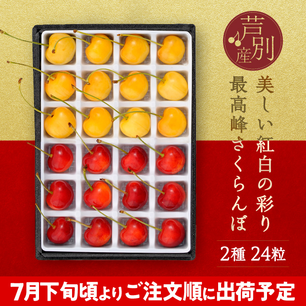 箱の中の仕切りに一つ一つきれいに並んだ赤と黄色の24粒のさくらんぼ