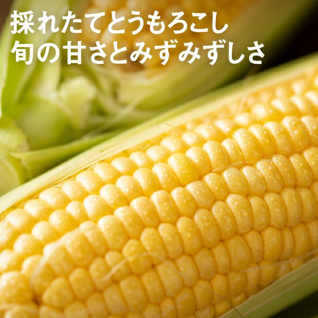おまかせ6本2L｜上川 けんぶちVIVAマルシェ｜とうもろこし｜食べレア