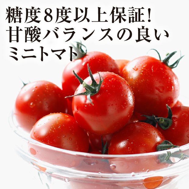 高糖度フルティカ1kg｜石狩 Jファーム｜フルーツトマト｜食べレア