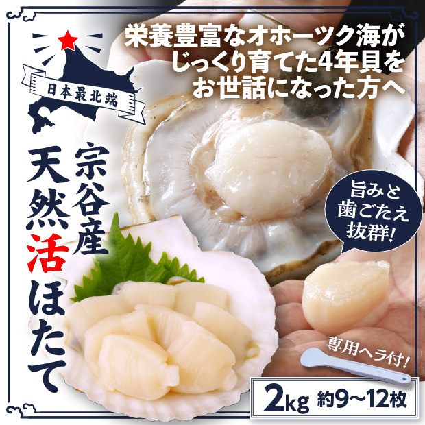 宗谷産 殻付き活ホタテ2kg(約9～11枚) ※専用ヘラ付き