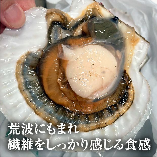 宗谷産 殻付き活ホタテ2kg(約9～11枚) ※専用ヘラ付き