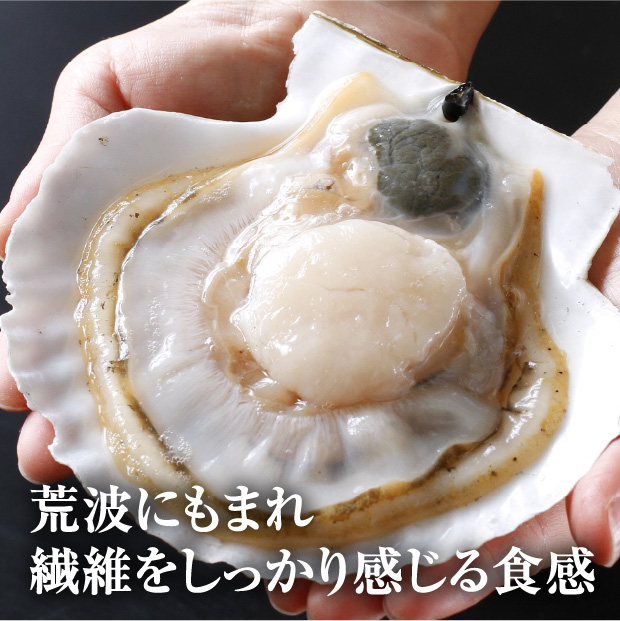 宗谷産 殻付き活ホタテ2kg(約9～11枚) ※専用ヘラ付き