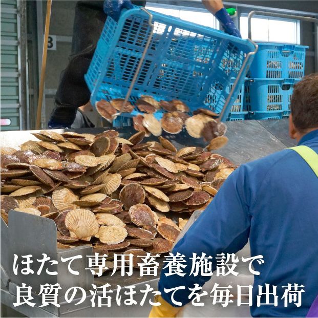 宗谷産 殻付き活ホタテ2kg(約9～11枚) ※専用ヘラ付き