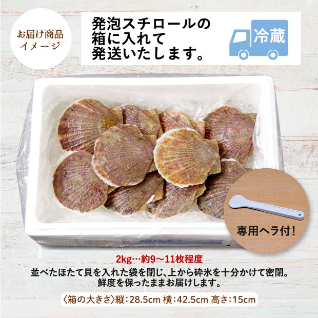 宗谷産 殻付き活ホタテ2kg(約9～11枚) ※専用ヘラ付き