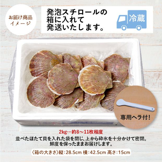 宗谷産 殻付き活ホタテ2kg(約9～11枚) ※専用ヘラ付き