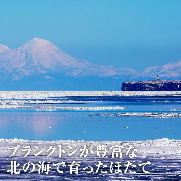 北海道産 冷凍ほたて貝柱 500g