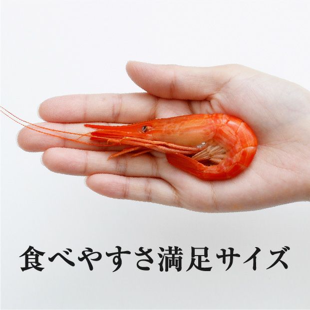 未冷凍】浜茹 北海しまえび 中サイズ 500g 海鮮｜食べレア北海道 通販