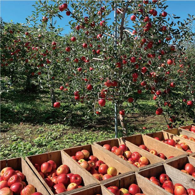 太陽の光をいっぱいに浴びるダンボール詰めのサンふじりんご