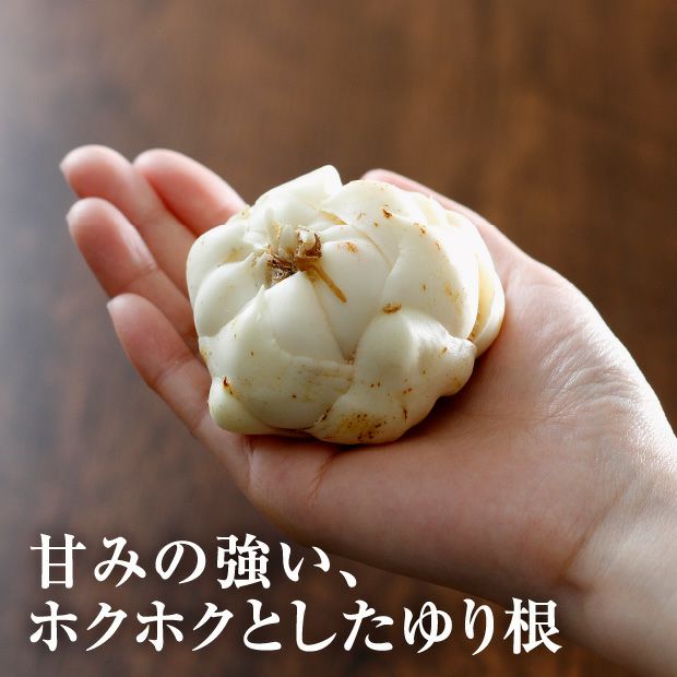 【期間限定】ゆり根1kg