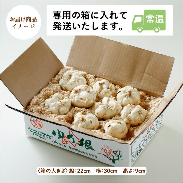 【期間限定】ゆり根1kg