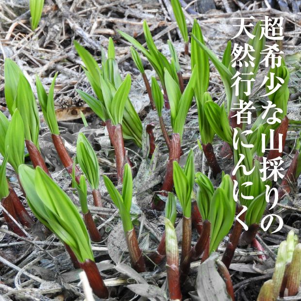 山採り行者にんにく（天然）｜北海山 十勝｜山菜 お取り寄せ