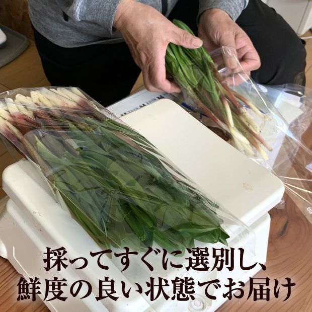 山採り行者にんにく（天然）