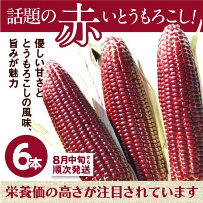 だいだいまん　とうもろこし３０本 とうもろこし 真空パック 30本入り（約250g/1本）タイ産 加熱