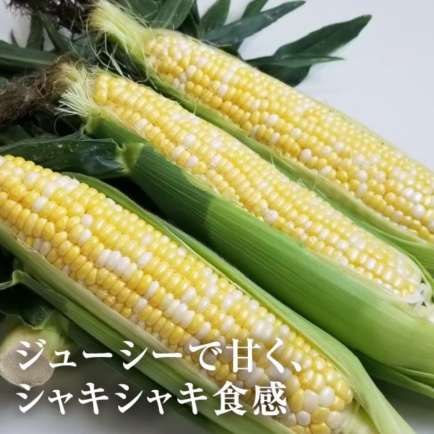 けんぶち産　ドルチェドリーム6本