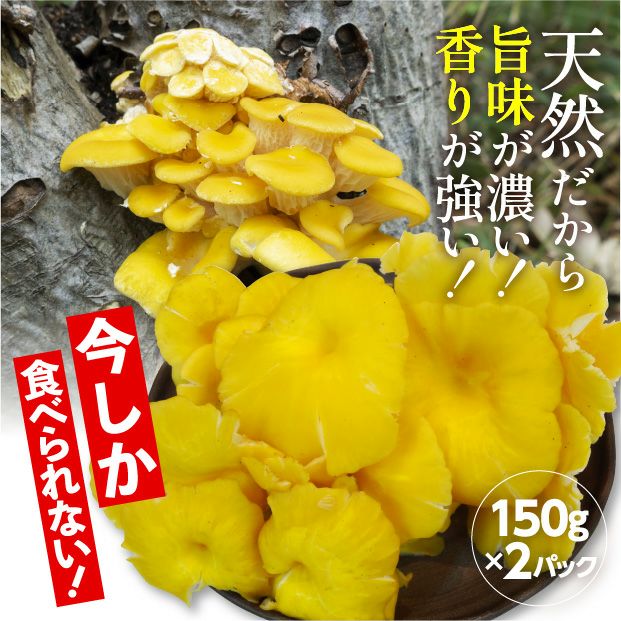 山採り天然たもきのこ 150g×２パック